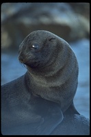 : Arctocephalus townsendi; Guadalupe Fur Seal