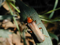 : Cantharis consors; Brown Leatherwing