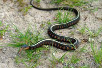 : Thamnophis sirtalis concinnus; Red Spotted Gartersnake