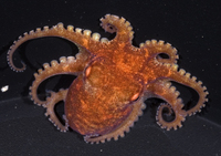 : Octopus bocki