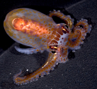 : Octopus bocki