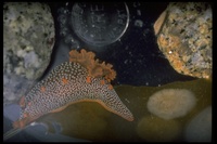 : Triopha maculata; Speckled Triopha