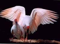 Nipponia nippon(Japanese Crested Ibis)