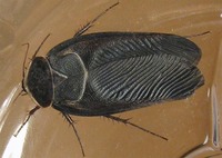Polyphaga aegyptiaca