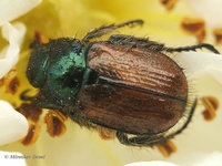 Phyllopertha horticola - Garden Foliage Beetle