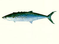 Scomberomorus munroi, Australian spotted mackerel: fisheries, gamefish