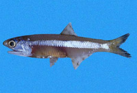 Anchoa nasus, Longnose anchovy: fisheries, bait