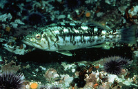 Paralabrax clathratus, Kelp bass: fisheries, gamefish