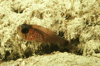 Phaeoptyx pigmentaria, Dusky cardinalfish: