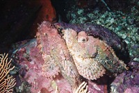 Scorpaenopsis venosa, Raggy scorpionfish: