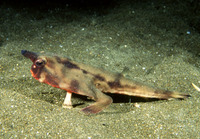Ogcocephalus darwini, GalÃ¡pagos batfish: