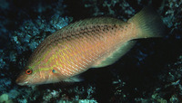 Pseudolabrus japonicus, : aquarium