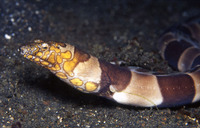 Ophichthus bonaparti, Napoleon snake eel: