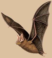 Image of: Hipposideros fulvus (fulvus roundleaf bat)