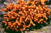 Myriapora truncata - False Coral