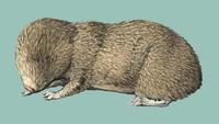 Image of: Spalax ehrenbergi (Middle East blind mole rat)