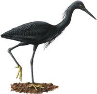 Image of: Egretta ardesiaca (black heron)