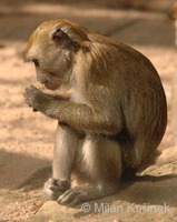 Macaca fascicularis - Long-tailed Macaque
