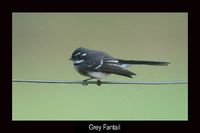 Grey Fantail