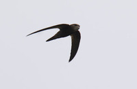 Madagascar Swift (Apus balstoni) photo