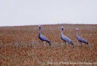 Blue Crane - Grus paradisea