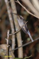 Scale-throated Hermit - Phaethornis eurynome