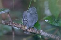 Black-headed Antbird - Percnostola rufifrons