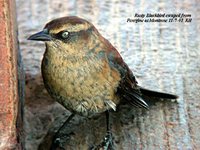 Rusty Blackbird - Euphagus carolinus