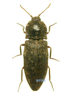 녹슬은방아벌레 - Agrypnus binodulus coreanus