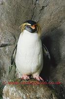FT0127-00: Northern/Long Crested Rockhopper Penguin. Found on Gough Is & Tristan da Cuhna