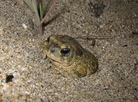 : Bufo californicus; Arroyo Toad