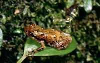 : Platypelis tetra; Four-spotted Tree Cophyline Frog (english)