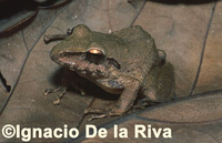 : Pristimantis fenestratus; Rio Mamore Robber Frog