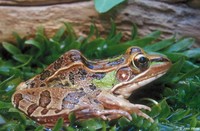 : Rana sphenocephala; Southern Leopard Frog