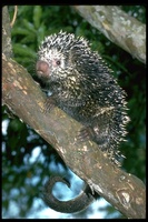 : Coendou prehensilis; Brazilian Porcupine