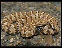 : Crotalus mitchellii stephensi; Panamint Rattlesnake
