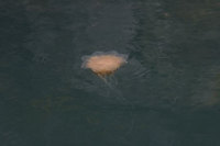 : Cyanea capillata; Lion's Mane Jellyfish