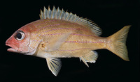 Lutjanus notatus, Bluestriped snapper: fisheries