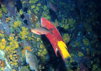 Bodianus pulchellus, Spotfin hogfish: fisheries, aquarium