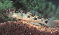 Acentrogobius caninus, Tropical sand goby: