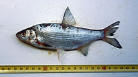 Vimba melanops, Macedonian vimba: fisheries, gamefish