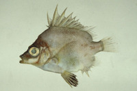 Pentaceros japonicus, Japanese armorhead: fisheries, aquarium
