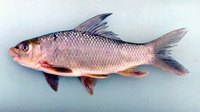 Bangana behri, : fisheries