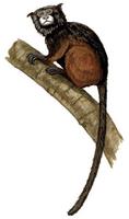 Image of: Saguinus fuscicollis (saddlebacked tamarin)