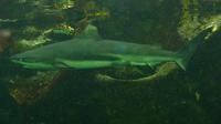 Carcharhinus melanopterus - Black Fin Reef Shark