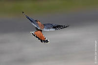 Image of: Falco sparverius (American kestrel)