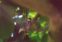 Java Sparrow - Padda oryzivora