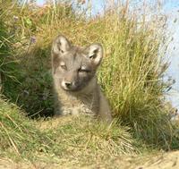 If    there are no parents in the vicinity to warn them, arctic fox cubs are so