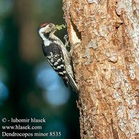 ...Dendrocopos minor 8535 UK: Lesser Spotted Woodpecker DE: Kleinspecht FR: Pic Ă©peichette ES: Pic