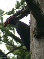 Black Woodpecker Drycopus martius 까막딱따구리